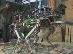 Italia phát triển loại robot bốn chân cho các vùng bị thảm họa