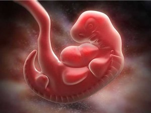 Con người "mất đuôi" tới 2 lần trước khi sinh ra đời