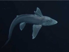 Khám phá loài cá mập có thể rút cơ quan sinh dục lên đầu
