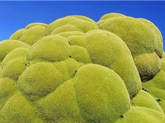 Chiêm ngưỡng cây xanh khổng lồ 3.000 năm tuổi