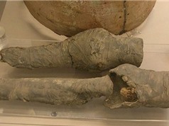 Tìm thấy đôi chân thất lạc của nữ hoàng Ai Cập 3.000 năm tuổi