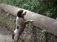 Cây cầu chó đi qua đều nhảy xuống tự tử ở Scotland