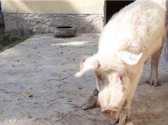 Khám phá chú lợn "độc nhất vô nhị" ở Afghanistan