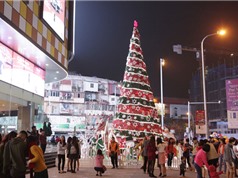Chiêm ngưỡng những cây thông Noel “khổng lồ” tại Hà Nội