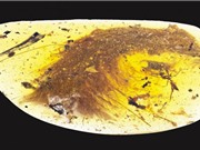 Phát hiện đuôi khủng long còn nguyên lông trong khối hổ phách 99 triệu năm