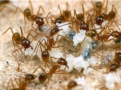 6 điều thú vị về loài kiến khiến bạn bất ngờ