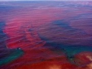 Vì sao nước biển có màu đỏ?