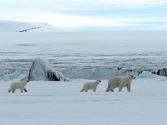 2016 là năm nóng nhất trong lịch sử của Bắc Cực