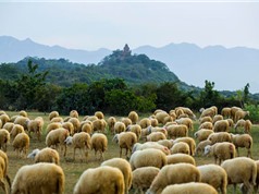 Ngắm bầy cừu đẹp như tranh vẽ tại vùng "đất chết"