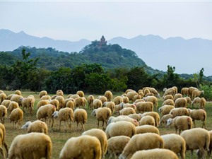 Ngắm bầy cừu đẹp như tranh vẽ tại vùng "đất chết"