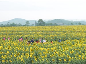 Cận cảnh vẻ đẹp của cánh đồng hoa hướng dương lớn nhất Việt Nam 