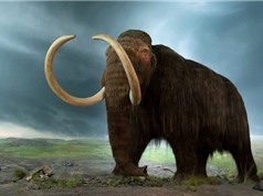 Tìm thấy hoá thạch hoàn hảo của voi mamút