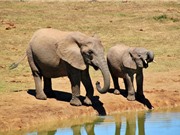 Số lượng voi châu Phi suy giảm đột biến 
