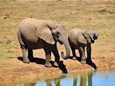 Số lượng voi châu Phi suy giảm đột biến 