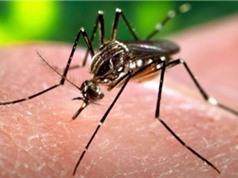 Nhiều người Đông Nam Á đã miễn dịch với Zika?