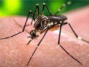 Nhiều người Đông Nam Á đã miễn dịch với Zika?