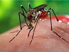 Có thể nhiễm Zika và Chikungunya từ một con muỗi 