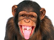 Thanh quản của khỉ đủ điều kiện để có thể nói như người 