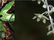 Phát hiện 2 loài thực vật mới tại Khánh Hòa