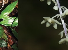 Phát hiện 2 loài thực vật mới tại Khánh Hòa