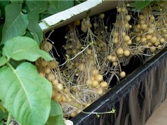 Bắc Giang sản xuất củ giống khoai tây siêu nguyên chủng 