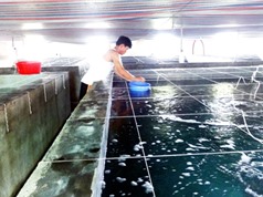 Quảng Ninh hoàn thiện công nghệ nuôi ốc nhảy da vàng