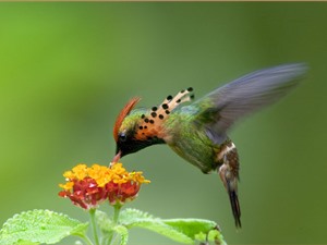 Chùm ảnh đẹp về chim ruồi Coquette