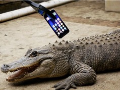 Clip: Thử độ bền iPhone 7 bằng… răng cá sấu