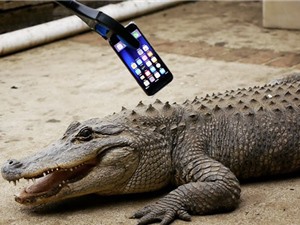 Clip: Thử độ bền iPhone 7 bằng… răng cá sấu
