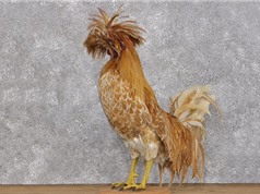 Ngắm vẻ ngoài “độc lạ” của gà Ba Lan