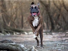 Khuôn mặt hài hước của chú chó biểu cảm nhất thế giới