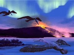 Chim hóa thạch 90 triệu năm tuổi giúp dự đoán biến đổi khí hậu
