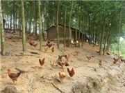 Tăng thu nhập nhờ nuôi gà thả dưới tán vườn caosu