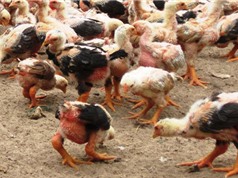 Đà Nẵng: Nghiên cứu nuôi thương phẩm gà Đông Tảo 