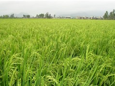 Bình Định nghiệm thu dự án ứng dụng nấm ký sinh để kiểm soát rầy nâu hại lúa