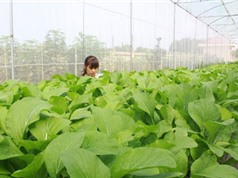 Bắc Giang: Hỗ trợ 500 triệu đồng cho mô hình nông nghiệp công nghệ cao
