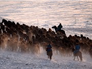 Vẻ đẹp ngoạn mục về cảnh chăn ngựa ở Nội Mông Cổ