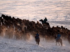 Vẻ đẹp ngoạn mục về cảnh chăn ngựa ở Nội Mông Cổ