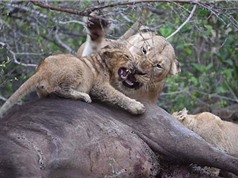 Sư tử mẹ nổi đóa đánh con nhỏ vì bị giành ăn