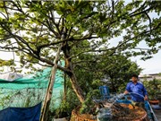 Những cây mai cổ thụ tiền tỷ bán Tết ở Sài Gòn
