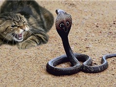 Clip: Những màn giao chiến giữa mèo với rắn