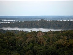 Rừng Amazon với Cách mạng công nghiệp 4.0: Thiên nhiên - nơi cất giữ chìa khóa của đổi mới sáng tạo