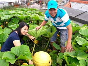 Thiên đường cây trái trên nóc nhà của anh đầu bếp Việt