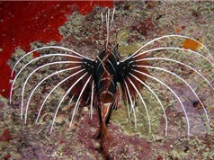 Ngắm bộ vây cực “độc” của cá Pterois Radiata