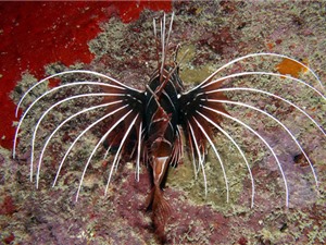 Ngắm bộ vây cực “độc” của cá Pterois Radiata