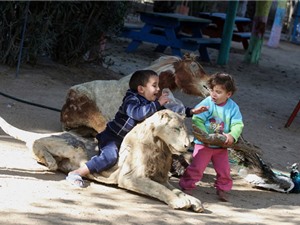 “Rùng mình” trước cảnh lấy xác thú khô làm đồ chơi ở Gaza