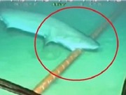 Lý giải nguyên nhân cá mập thích cắn cáp quang