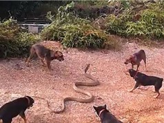 Clip: 5 chú chó kịch chiến với rắn hổ mang chúa