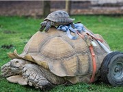 Rùa khổng lồ bị liệt chân vì giao phối quá độ