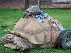 Rùa khổng lồ bị liệt chân vì giao phối quá độ